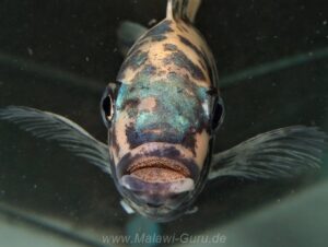 Metriaclima fainzilberi 'Lundo Island'